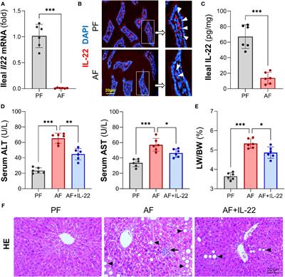 Promoting intestinal antimicrobial defense and microbiome symbiosis contributes to IL-22-mediated protection against alcoholic hepatitis in mice